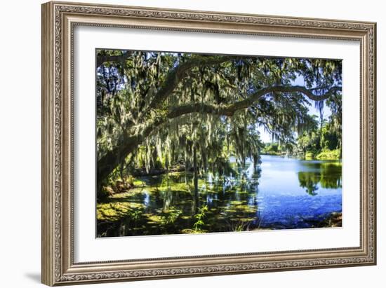 Spanish Moss I-Alan Hausenflock-Framed Photographic Print