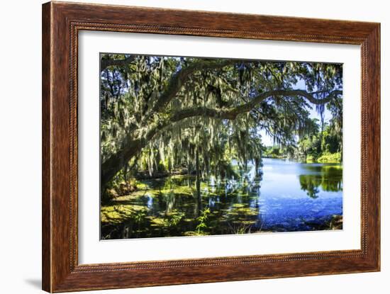 Spanish Moss I-Alan Hausenflock-Framed Photographic Print