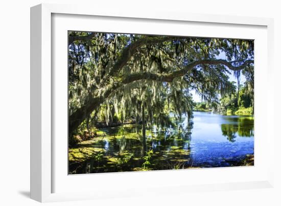 Spanish Moss I-Alan Hausenflock-Framed Photographic Print