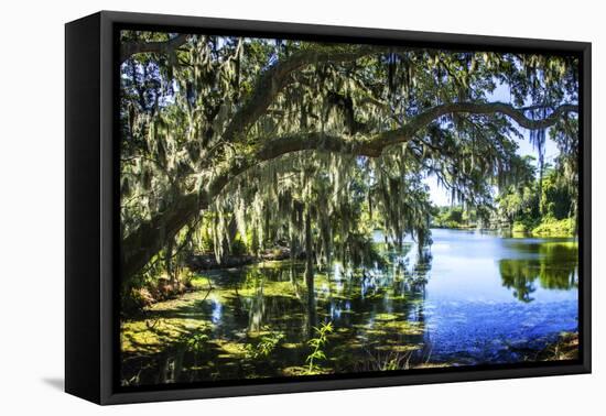 Spanish Moss I-Alan Hausenflock-Framed Premier Image Canvas