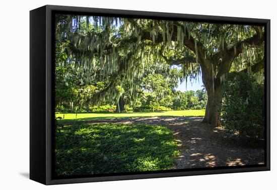 Spanish Moss II-Alan Hausenflock-Framed Premier Image Canvas