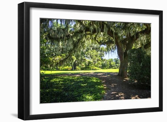 Spanish Moss II-Alan Hausenflock-Framed Photographic Print