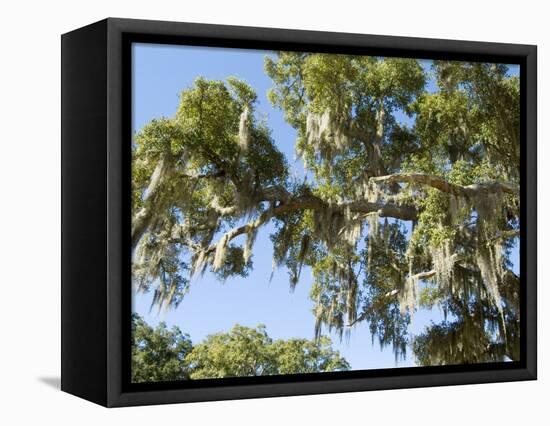 Spanish Moss in Tree, Bayou Le Batre, Alabama, USA-Ethel Davies-Framed Premier Image Canvas