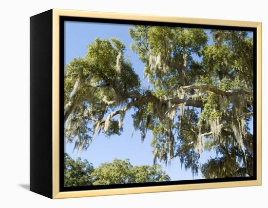 Spanish Moss in Tree, Bayou Le Batre, Alabama, USA-Ethel Davies-Framed Premier Image Canvas