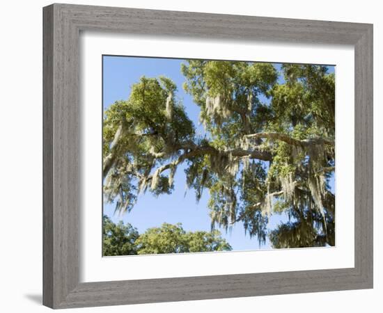 Spanish Moss in Tree, Bayou Le Batre, Alabama, USA-Ethel Davies-Framed Photographic Print