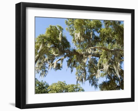 Spanish Moss in Tree, Bayou Le Batre, Alabama, USA-Ethel Davies-Framed Photographic Print