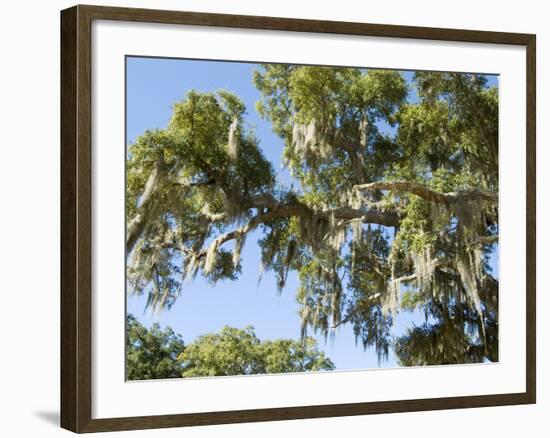 Spanish Moss in Tree, Bayou Le Batre, Alabama, USA-Ethel Davies-Framed Photographic Print