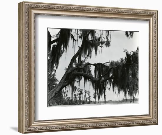 Spanish Moss, Louisiana, 197-Brett Weston-Framed Photographic Print