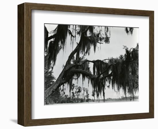 Spanish Moss, Louisiana, 197-Brett Weston-Framed Photographic Print