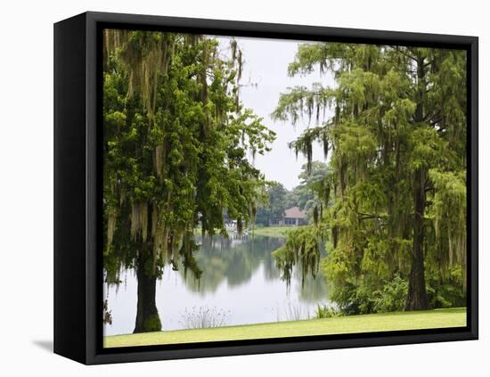 Spanish Moss, Orlando, Florida, United States of America, North America-Michael DeFreitas-Framed Premier Image Canvas