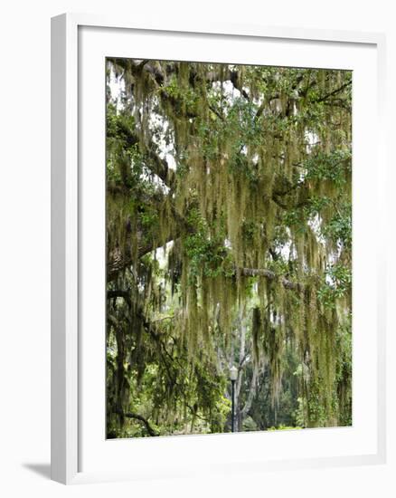 Spanish Moss, Orlando, Florida, United States of America, North America-Michael DeFreitas-Framed Photographic Print