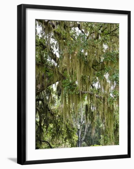 Spanish Moss, Orlando, Florida, United States of America, North America-Michael DeFreitas-Framed Photographic Print