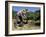 Spanish Seasonal Worker Picking Grapes, Seguret Region, Vaucluse, Provence, France-Duncan Maxwell-Framed Photographic Print