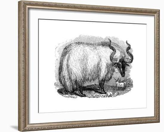 Spanish Sheep, 1848-null-Framed Giclee Print