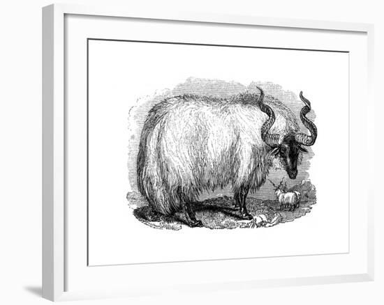 Spanish Sheep, 1848-null-Framed Giclee Print