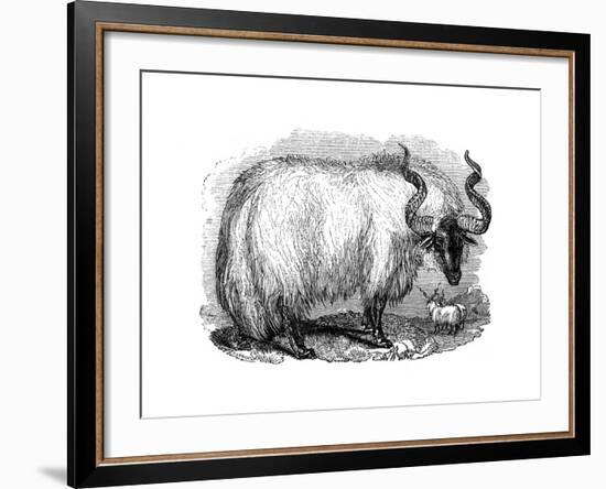 Spanish Sheep, 1848-null-Framed Giclee Print