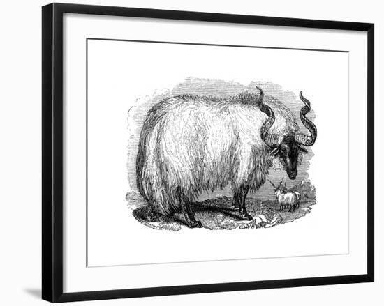 Spanish Sheep, 1848-null-Framed Giclee Print