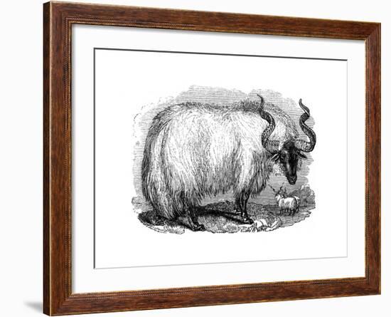 Spanish Sheep, 1848-null-Framed Giclee Print