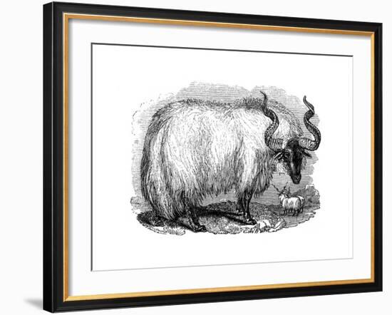 Spanish Sheep, 1848-null-Framed Giclee Print