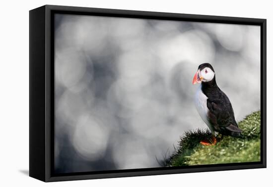 Sparkle Puffin-Howard Ruby-Framed Premier Image Canvas