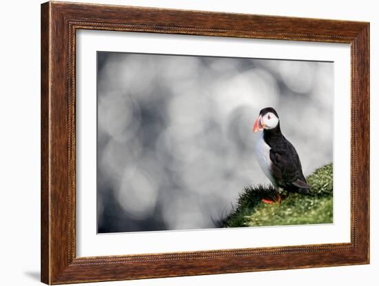 Sparkle Puffin-Howard Ruby-Framed Photographic Print