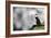 Sparkle Puffin-Howard Ruby-Framed Photographic Print