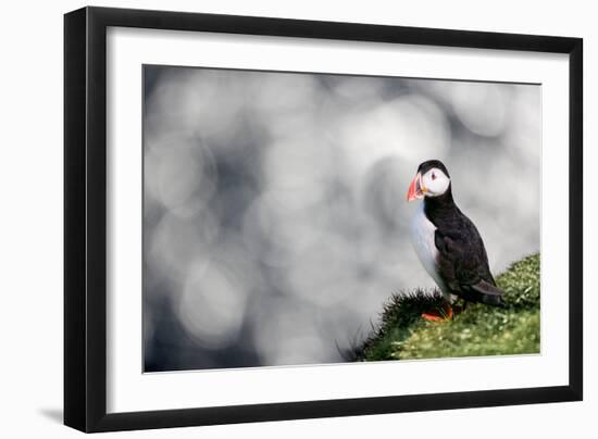 Sparkle Puffin-Howard Ruby-Framed Photographic Print