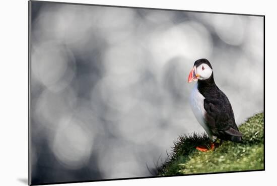 Sparkle Puffin-Howard Ruby-Mounted Photographic Print