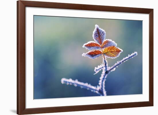 Sparkle-Andreas Stridsberg-Framed Giclee Print