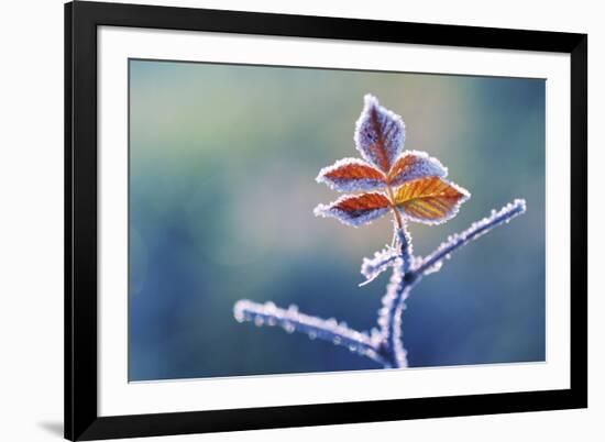 Sparkle-Andreas Stridsberg-Framed Giclee Print