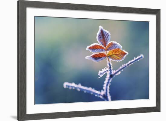 Sparkle-Andreas Stridsberg-Framed Giclee Print