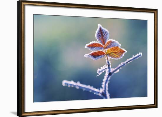 Sparkle-Andreas Stridsberg-Framed Giclee Print