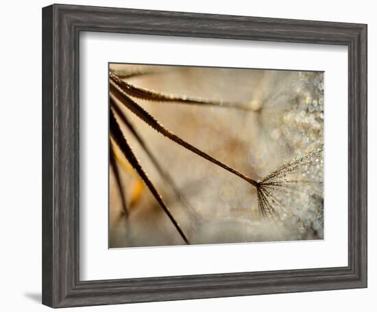 Sparkle-Ursula Abresch-Framed Photographic Print