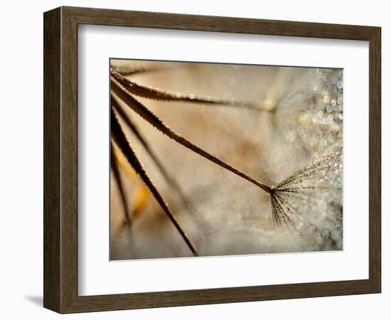 Sparkle-Ursula Abresch-Framed Photographic Print