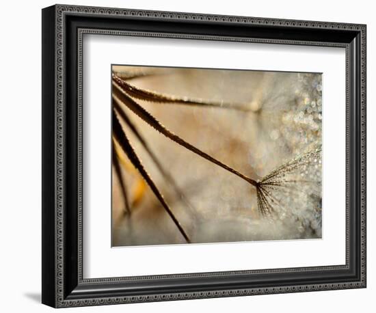 Sparkle-Ursula Abresch-Framed Photographic Print