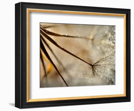 Sparkle-Ursula Abresch-Framed Photographic Print