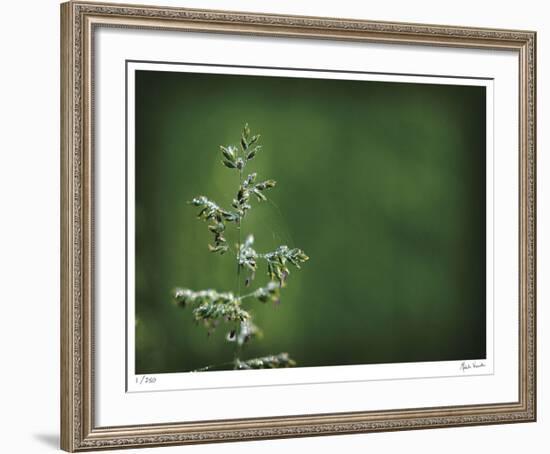 Sparkley-Michelle Wermuth-Framed Giclee Print