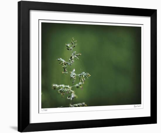 Sparkley-Michelle Wermuth-Framed Giclee Print