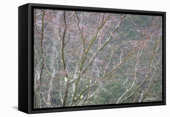 Sparkling Raindrops I-Kathy Mahan-Framed Premier Image Canvas