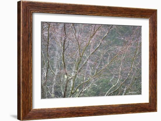 Sparkling Raindrops I-Kathy Mahan-Framed Photographic Print