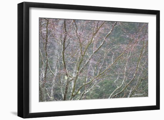 Sparkling Raindrops I-Kathy Mahan-Framed Photographic Print