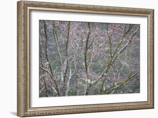 Sparkling Raindrops II-Kathy Mahan-Framed Photographic Print