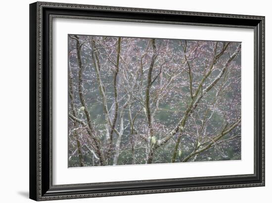 Sparkling Raindrops II-Kathy Mahan-Framed Photographic Print