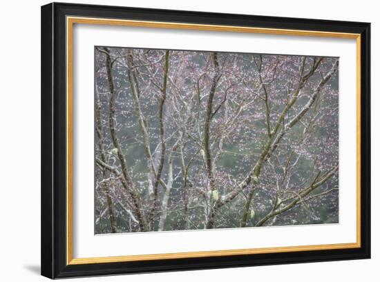 Sparkling Raindrops II-Kathy Mahan-Framed Photographic Print