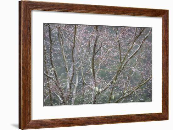 Sparkling Raindrops II-Kathy Mahan-Framed Photographic Print