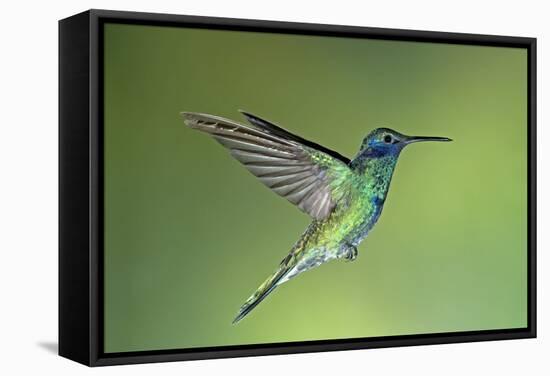 Sparkling Violetear Hummingbird-Tony Camacho-Framed Premier Image Canvas