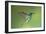 Sparkling Violetear Hummingbird-Tony Camacho-Framed Photographic Print