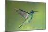 Sparkling Violetear Hummingbird-Tony Camacho-Mounted Photographic Print