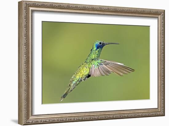Sparkling Violetear Hummingbird-Tony Camacho-Framed Photographic Print