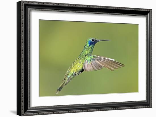 Sparkling Violetear Hummingbird-Tony Camacho-Framed Photographic Print